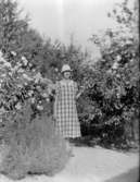 En kvinna, syster till fotografen, i rutig klänning och hatt poserar i trädgården på Rultane, Hedekas, vid en blomrabatt med bland annat rudbeckia (gullboll), åbrodd och till höger en buske av något slag.