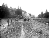 Vägbygge med hästar