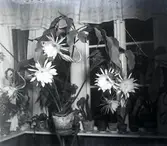 Blommande bladkaktus