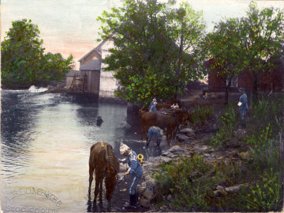 Anton Ambrosius Blomberg, Soldiers from the Livgardet to horse K 1 are shaving their horses at watercourses. The soldiers brought uniform m/ä. A soldier wears a horn on his back. Coloured photo from 1902.
