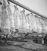 Långa på torkställning, Mollösund.