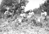 Ärtskörd i Stuveröd 1944