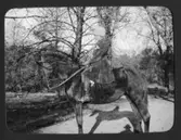 Cintra Kay på ridhäst Sundsby säteri 1919