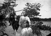 Gustav Andersson (2), en pojke och två flickor sitter på en tall som lutar ut över sjön vid Lungkliniken i Eksjö.
Fotografens anmärkning 