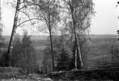 En backe med några björker och i bakgrunden syns åkrar med intilliggande hus och skogsklädda höjder.