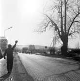 Träd sågas ned vid Junexfabriken i Huskvarna. 1960-tal.