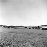 Odlade fält i Tenhultsdalen ner mot Huskvarna.
