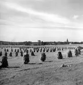 Sädesskylar på slättlandet kring Rogberga kyrka.
