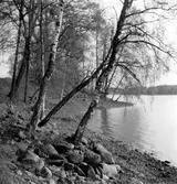 Tenhultasjön med björker i förgrunden.