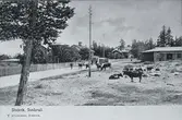 Vy från Stockvik med landsväg, ett flertal kor samt bostadsbebyggelse. Bildtext till vykortet 