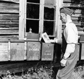 Lantbrevbärare (cyklande) Sven Eriksson, från Ljusterö, delar ut post på Östra Langö under brevbäringstur mellan Västra Lagnö till Lagnö Ö (c:a 7 km).