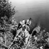 Bror Sigfridsson och Albert Persson drar upp en ekstock ur Nordsjön, för bearbetning till möbeltillverkning i Alberts verkstad på Långö, 1940.