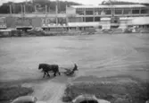 Idrottshuset (nuvarande Aktiviteten) under uppbyggnad. Stod färdigt 1965. Hästar med slåttermaskin passerar på Frejaplan.