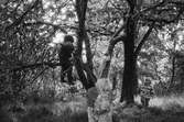 Några barn klättrar i träd, utomhus vid Katrinebergs daghem. Runtomkring är det lummigt av fler träd och buskar.
