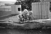 Tre barn leker utomhus vid Katrinebergs daghem. De lutar sig mot en stor trädstam som ligger på gräsmattan. Strax bakom barnen står två stycken lekstugor, byggda av cirka 1 meters högställda ribbor med spännband runtomkring. I fonden till vänster syns Åbys bostadsområde.