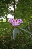 En cerise-rosa rhododendron-blomma, fotograferad i närbild. Runt omkring hänger gröna blad. I bakgrunden ser man höga träd.