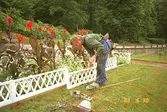 En man arbetar med att laga ett vitt staket som står framför en blomsterrabatt i Gunnebo slottspark.