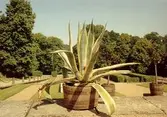Ett blomkruka med Agave placerad på en stenmur utanför Gunnebo slott, juli 1991.