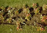 Plantor i en blomsterrabatt. Gunnebo slott, juni 1990.