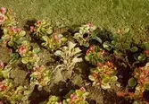 Plantor i en blomsterrabatt. Gunnebo slott, juni 1990.