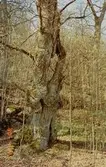 Del av en trädstam i skogen vid Gunnebo slott, april 1990.