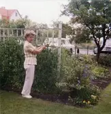 Inga-Lill Börjesson i trädgården 1978. Solhemsgatan 10 åt gatan med luktärtsspaljén och bilplatsen (Volvo PV).