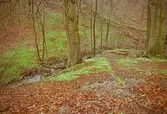 Svejserdalen - bäcken/skogen.