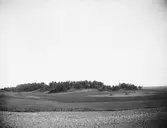 Tallbacken från Galgbacken, Uppsala 1900 - 1901