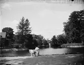 Hunden Lasko, Örebro, Närke 1900 - 1901