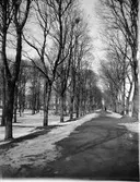 Kyrkogårdsgatan med kyrkogården till vänster, Uppsala