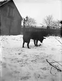 Sannolikt hunden Finn, Svartbäcksgatan, Uppsala