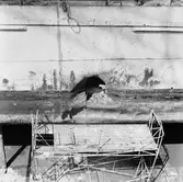 Jag. Göteborg skjutskador