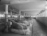 Ladugård
Interiör