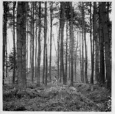 Erikstad, Bergs kullar