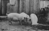 Fullestad,  3 st 1-åriga grisar på gård i Lagmansholm.