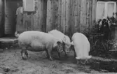 Fullestad,  3 st 1-åriga grisar på gård i Lagmansholm.