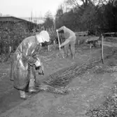 Arbete i stadens trädgård