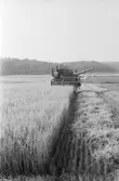 Tore Andersson skördar havre i Lindome, år 1984.

För mer information om bilden se under tilläggsinformation.