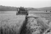 Tore Andersson skördar havre i Lindome, år 1984. 