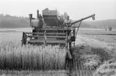Tore Andersson skördar havre i Lindome, år 1984.

För mer information om bilden se under tilläggsinformation.