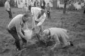 Kastanj planteras som vårdträd vid sommarens sista sommarkafé på Börjesgården i Hällesåker, år 1984. 