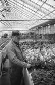 Kommunens växthus vid Gamla Riksvägen i Rävekärr, Mölndal, år 1983. 