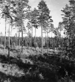 Skogsförvaltningen, diverse.