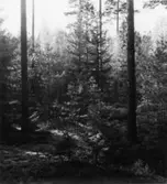 Skogsförvaltningen, diverse.