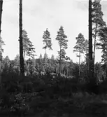 Skogsförvaltningen, diverse.