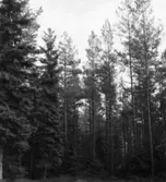 Skogsförvaltningen, diverse.