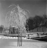 Papyrus fabriksområde. Vinterbild.