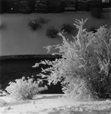 Papyrus fabriksområde vid ramverkstaden. Vinterbild.