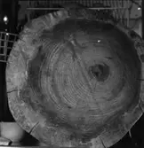 Stockända. Årsberättelse 1959.