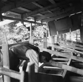 Reparation av Villa Papyrus.